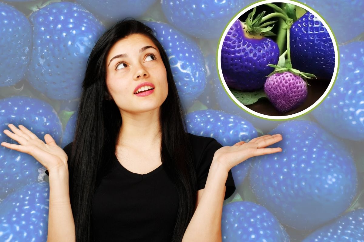 Do Blue Strawberries Exist Here's the Truth