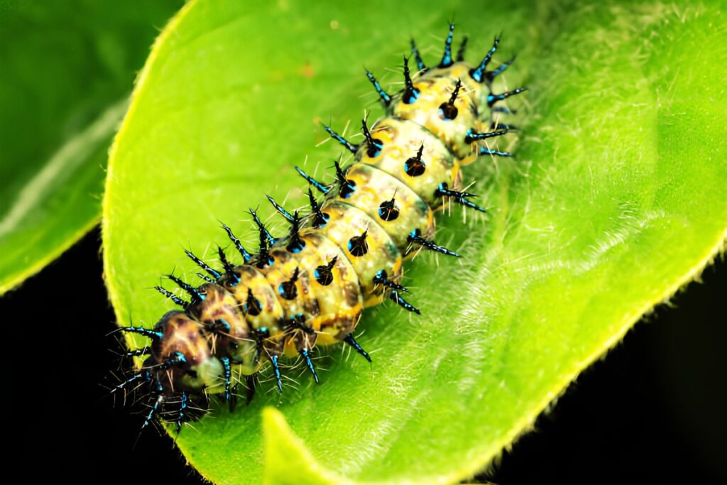 Is the Jelly Caterpillar a Hoax or a Real Creature Fact Check