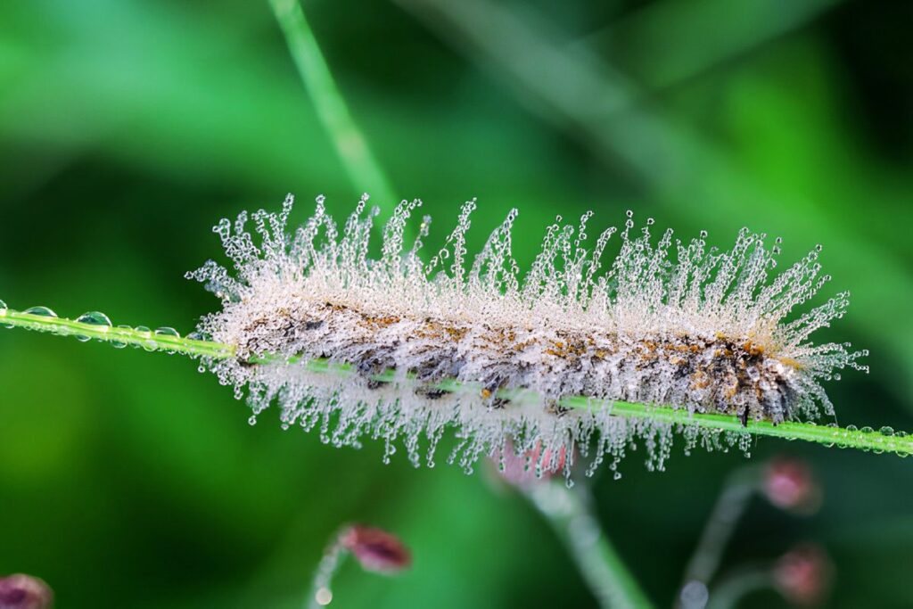 Is the Jelly Caterpillar a Hoax or a Real Creature? Fact Check