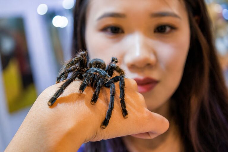 Why Do Spiders Run Towards You The Real Reason