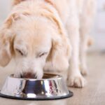 Can Dogs Eat Marmite Everything Dog Owners Need to Know