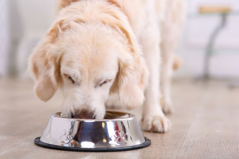 Can Dogs Eat Marmite Everything Dog Owners Need to Know